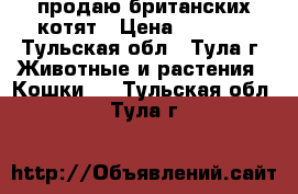 продаю британских котят › Цена ­ 4 000 - Тульская обл., Тула г. Животные и растения » Кошки   . Тульская обл.,Тула г.